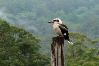 Kookaburra，蒙特维尔，阳光海岸，澳大利亚图标