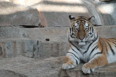 虎,动物园,猫,动物,危险,优雅 虎,动物园,猫,动物,危险,优雅