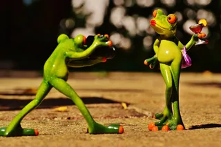 青蛙，摄影师，模型，模特照片，夫人，构成