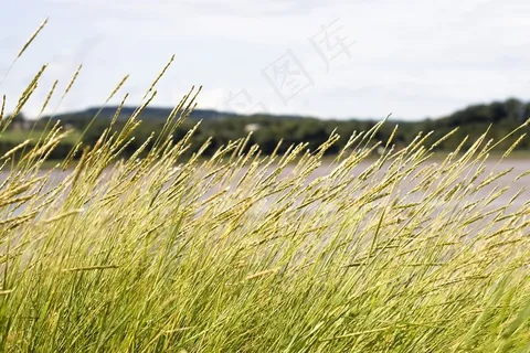 草,田野,绿化,植物,植物群,生长 草,田野,绿化,植物,植物群,生长