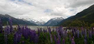 新西兰，风景，艺术，新西兰，风景