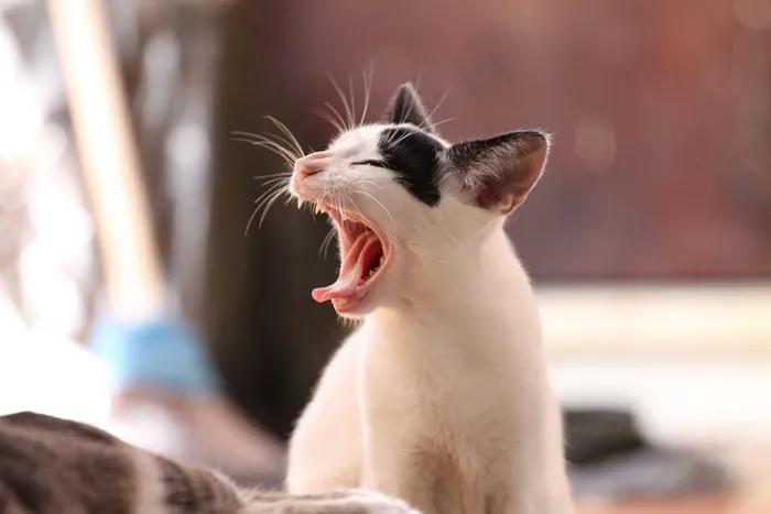 布偶猫,猫,狮子猫,雪鞋猫,玩具,打呵欠的黑白小猫