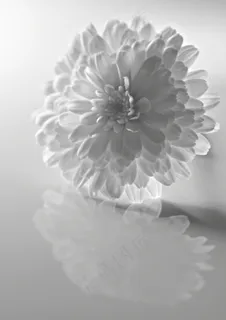 花,阴影,黑色和白色,盛开,清除,自然 花,阴影,黑色和白色,盛开,清除,自然