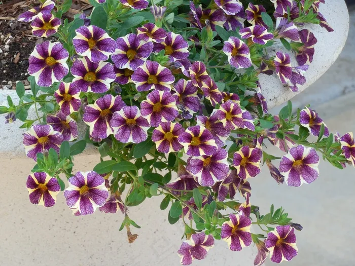 矮牵牛，花，花园，植物，自然，开花