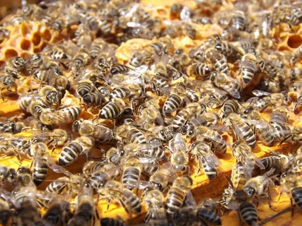 蜜蜂,蜂巢,养蜂业,蜂蜜,忙,蜜蜂 蜜蜂,蜂巢,养蜂业,蜂蜜,忙,蜜蜂