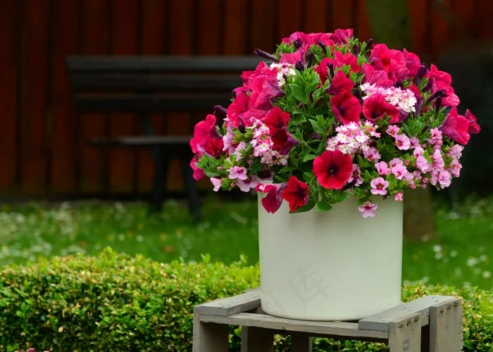 矮牵牛，鲜花，Balkonblumen，花盆，露台