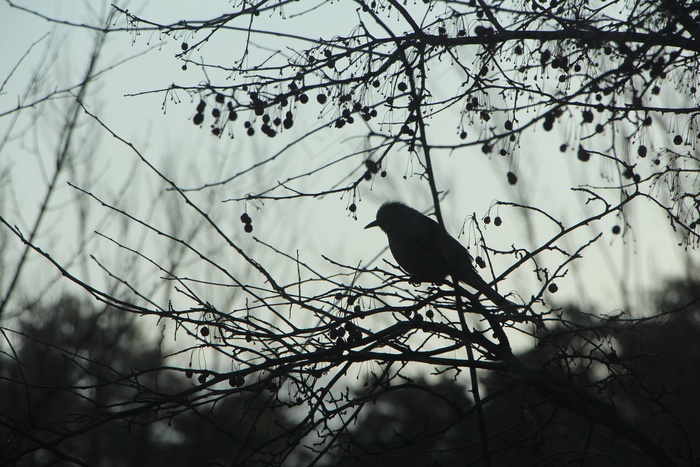 冬天，新，木头，孤独，渴望，雪