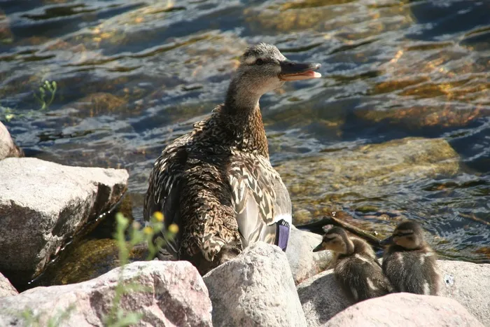 阿纳斯，鸭嘴兽，鸭，小鸭，鸟，飞，翅膀