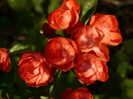 玫瑰花蕾，玫瑰花朵，玫瑰，Rosebush，球形