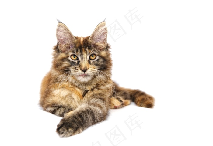猫，动物，宠物，缅因州，Mainecoon