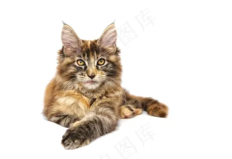 猫，动物，宠物，缅因州，Mainecoon
