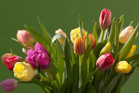 郁金香，花束，春天，多彩，性质，鲜花