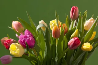 郁金香，花束，春天，多彩，性质，鲜花