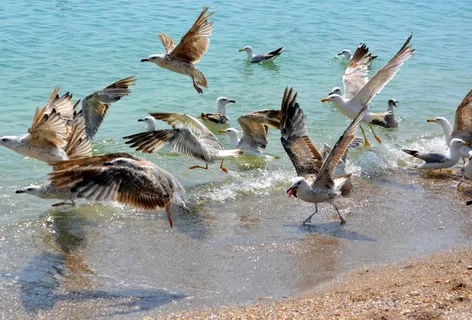 海鸥,斯托尔,鸟,飞行,水,伟大 海鸥,斯托尔,鸟,飞行,水,伟大