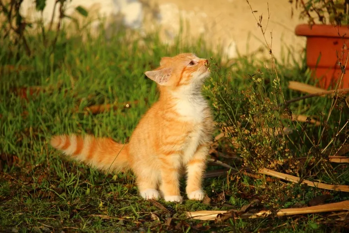 猫，小猫，猫宝宝，年轻的猫，红猫，家猫