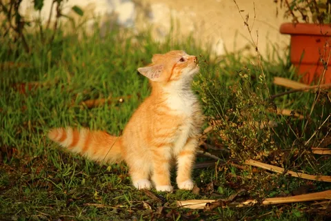 猫,小猫,猫宝宝,年轻的猫,红猫,家猫 猫,小猫,猫宝宝,年轻的猫,红猫,家猫
