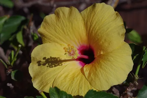 芙蓉花,开花,锦葵,锦葵科 芙蓉花,开花,锦葵,锦葵科