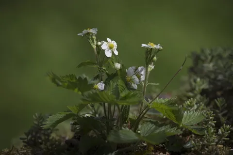 草莓，草莓花，草莓植物，水果