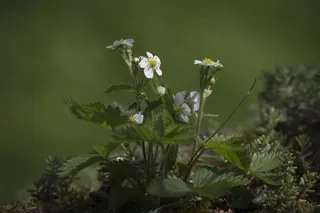 草莓，草莓花，草莓植物，水果