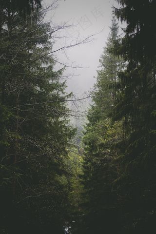 森林，树木，针叶树，自然，环境，木材