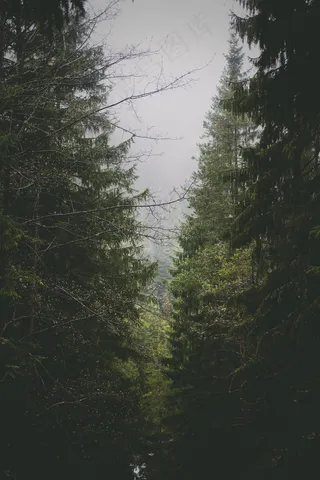 森林，树木，针叶树，自然，环境，木材