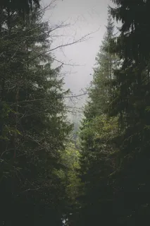 森林,树木,针叶树,自然,环境,木材 森林,树木,针叶树,自然,环境,木材