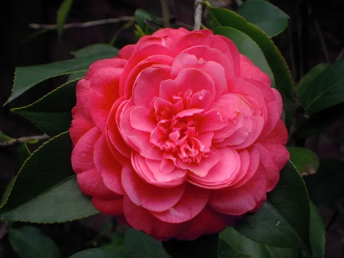 茶花，红色