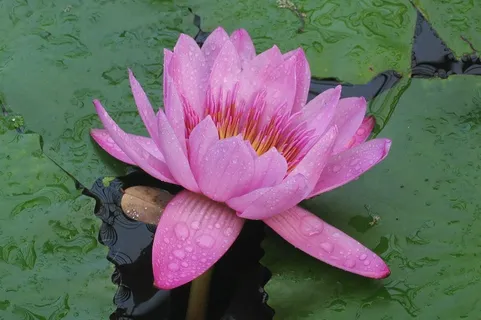 睡莲，维多利亚Amazonica，花，粉红色，水
