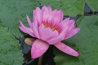 睡莲，维多利亚Amazonica，花，粉红色，水