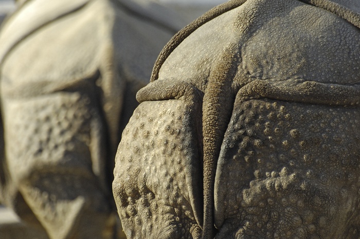 犀牛，臀部，动物，厚皮