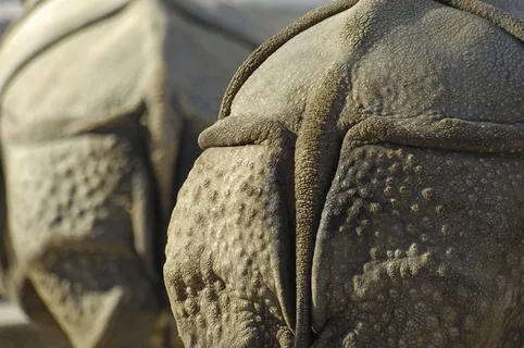 犀牛，臀部，动物，厚皮