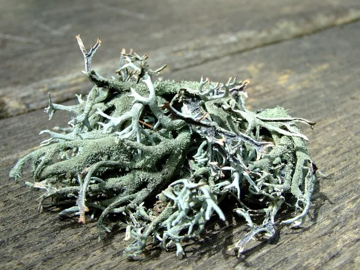 苔，地衣，自然，绿色，关闭，老，宏