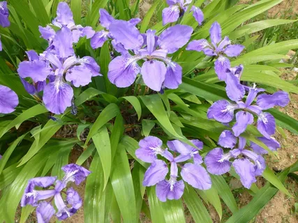 鸢尾花,鲜花,花朵,蓝色,紫,花瓣,绿色 鸢尾花,鲜花,花朵,蓝色,紫,花瓣,绿色