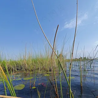奥卡万戈三角洲，野生动物园，博茨瓦纳