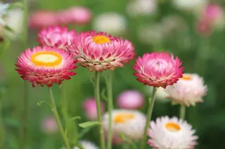 鲜花，花草甸，夏天，草地，性质，植物群