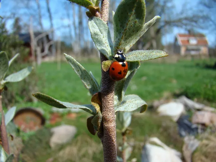 瓢虫，昆虫，自然，甲虫，夏天，动物