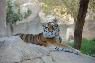 虎，动物，猫的，猫