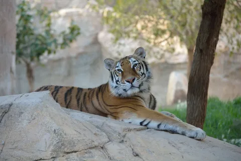 虎,动物,猫的,猫 虎,动物,猫的,猫