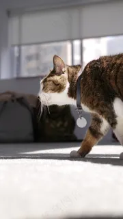 猫咪娅，步行，宠物