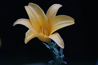 花，花的，植物，自然，开花，花瓣