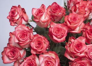 玫瑰，玫瑰，鲜花，粉红色，粉红玫瑰，粉红玫瑰