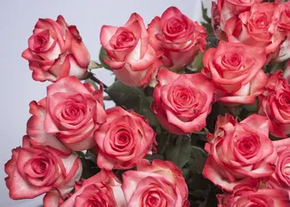 玫瑰，玫瑰，鲜花，粉红色，粉红玫瑰，粉红玫瑰