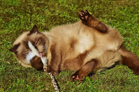 猫,英国短毛猫,戏剧,米氏,纯种,亲爱的 猫,英国短毛猫,戏剧,米氏,纯种,亲爱的