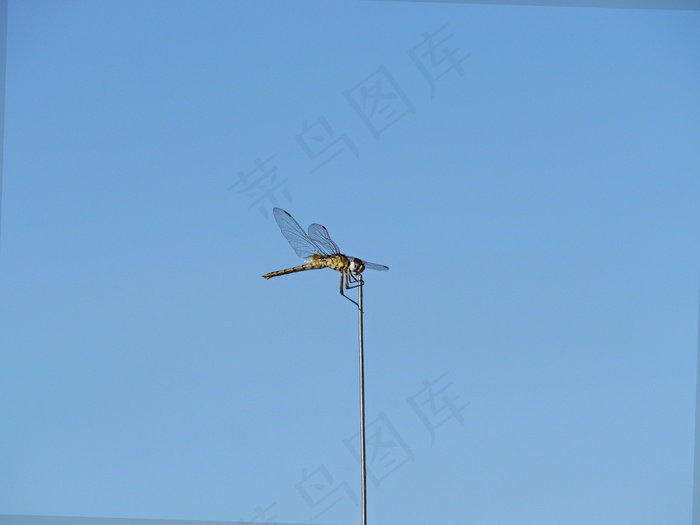 爬山虎，蜻蜓，自然，昆虫，关闭，春天