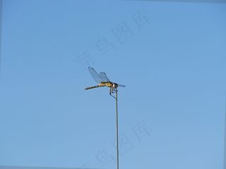 爬山虎，蜻蜓，自然，昆虫，关闭，春天