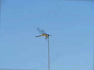 爬山虎，蜻蜓，自然，昆虫，关闭，春天