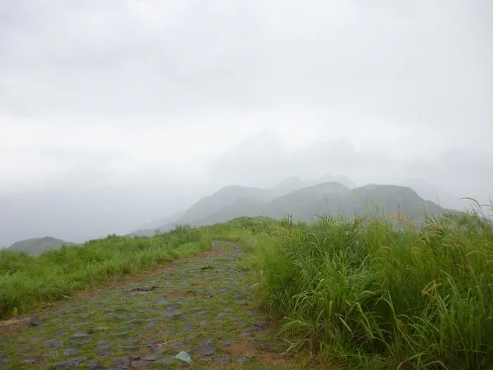 山，有雾，丘陵，丘陵，高峰，薄雾，草