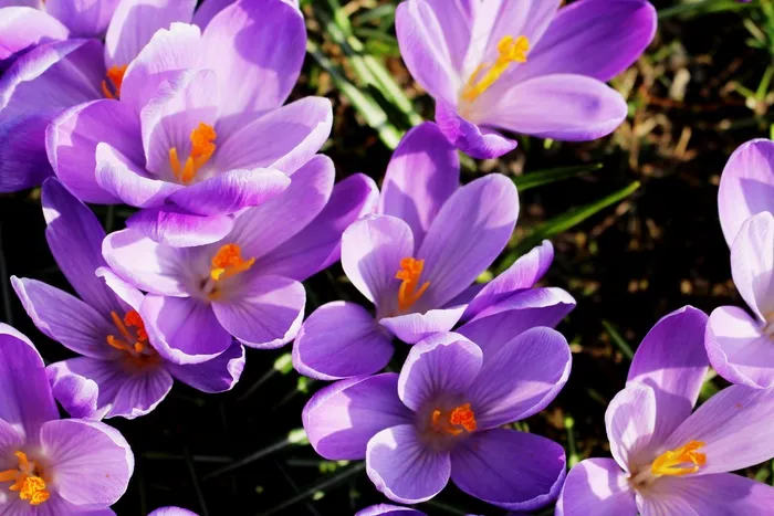 鲜花，番红花，紫色，春天，春天的迹象，公园