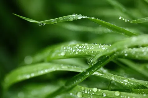 新鲜,草,雨,自然,年轻,自然,增长 新鲜,草,雨,自然,年轻,自然,增长