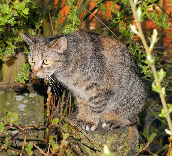猫，花园，家猫，动物，甜，Mieze，前面